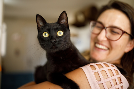 Curious black kitten on its owner arms