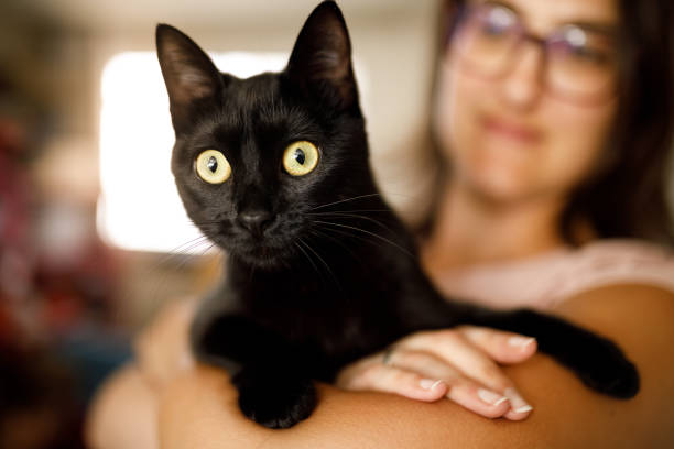 istock Curious cat on its owner arms 1445818642