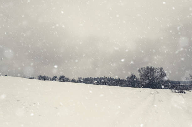 istock Fairy winter landscape with fir trees 1445819716