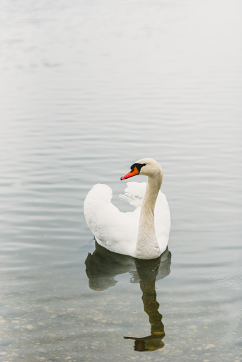 white swan swim near the shore, close-up