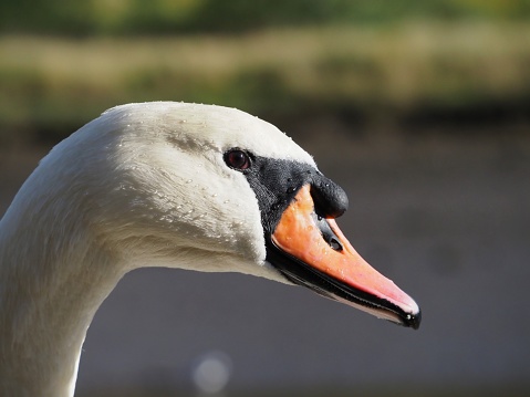 High detailed portrait of a Mute Swan