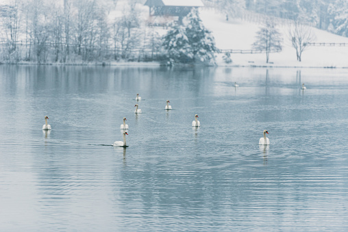 Partial view of frozen lake and snow covered trees around it after a heavy snowfall; Missouri, Midwest