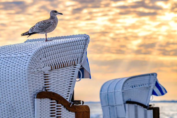 typowe krzesło plażowe z kapturem nad bałtykiem - north sea zdjęcia i obrazy z banku zdjęć