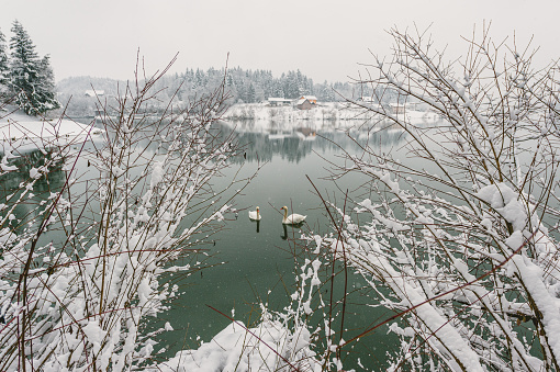 Two white Swans in winter lake