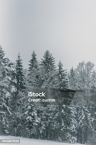 istock Winter Landscape with Snow and Trees 1445821035