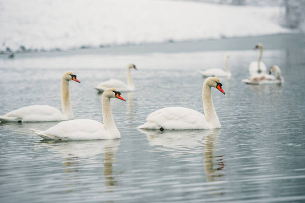 istock White Swans in winter lake 1445821203