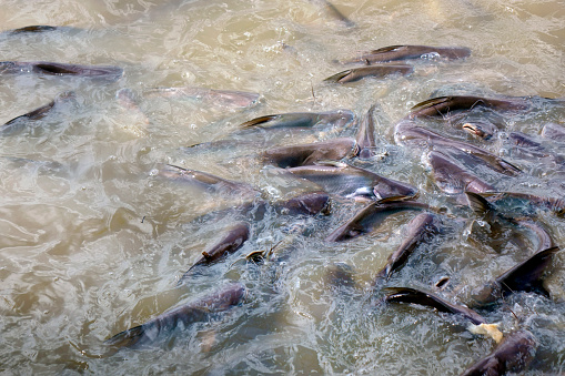 Elevated view of freshwater fish in Chao Phraya River, Bangkok