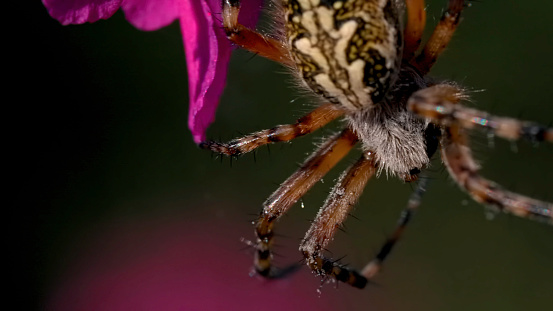 A beautiful tarantula with a colored back. Creative. Bright purple flowers with cobwebs on which he hangs on his paws