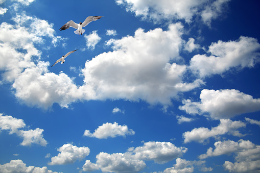 Black-headed seagulls flying over sky
