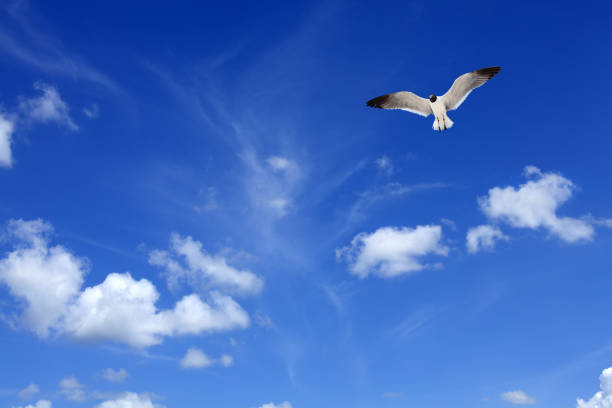 istock Single birds flying over blue sky with white clouds 1445822042