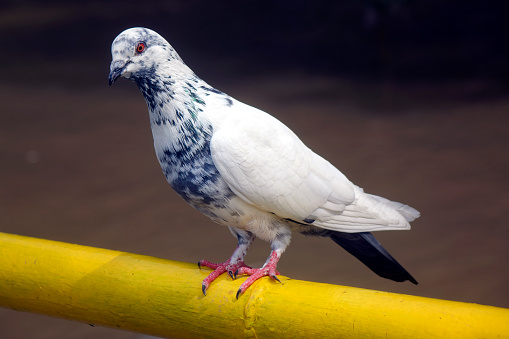 Close up pigeon