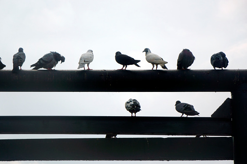 Group of pigeons standing on man made metal structure