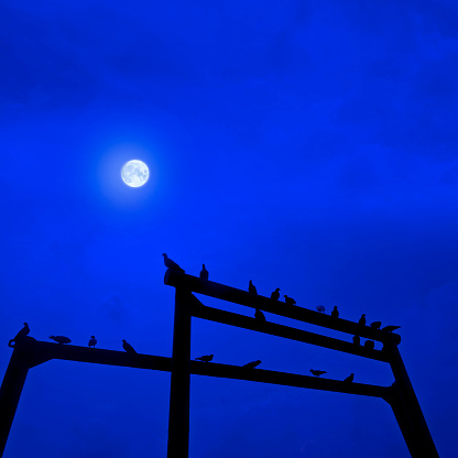 Group of pigeons standing on man made metal structure