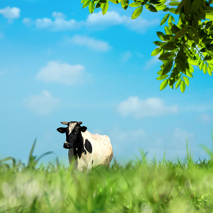 Single farm cattle on green landscape in Adana, Turkey