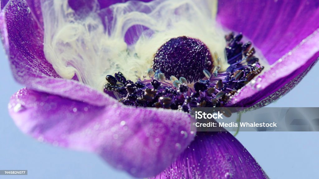 Close up of tender lilac opened flower bud underwater and white inks spreading around. Stock footage. Beautiful sof petals of a small blossoming flower. Close up of tender lilac opened flower bud underwater and white inks spreading around. Stock footage. Beautiful sof petals of a small blossoming flower Beauty Stock Photo