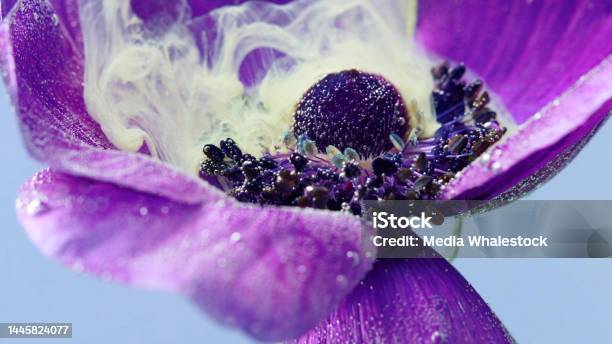 Close Up Of Tender Lilac Opened Flower Bud Underwater And White Inks Spreading Around Stock Footage Beautiful Sof Petals Of A Small Blossoming Flower Stock Photo - Download Image Now
