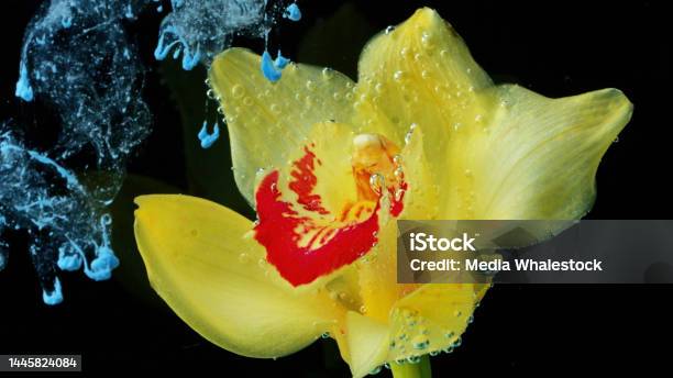 Yellow Beautiful Flower And Paint In Water Stock Footage Close Up Of Blooming Flower And Ink Spreading Like Fog Underwater Stock Photo - Download Image Now