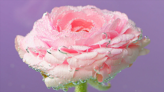 Pink rose petals in close up