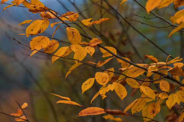 istock Colorful autumn leaves on a tree by the water. 1445824314