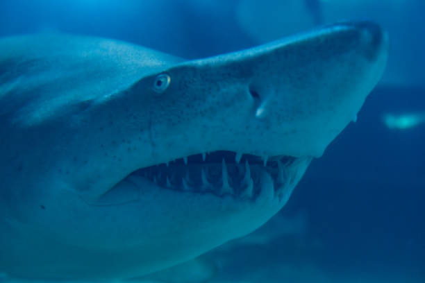 Great White Shark Close up Shot. The Shark swimming in large aquarium. Shark fish, bull shark, marine fish underwater. Great White Shark Close up Shot. The Shark swimming in large aquarium. Shark fish, bull shark, marine fish underwater. roe river stock pictures, royalty-free photos & images