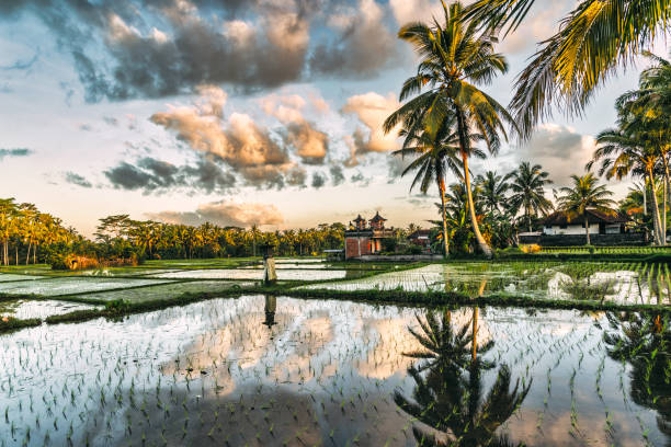 Sunset over rice fields in Bali, Indonesia stock photo