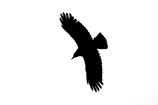 Black white picture, black silhouette of flying raven with spread wings, white background