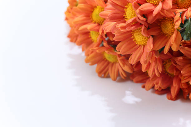 Bouquet of chrysanthemum isolated on a white background.