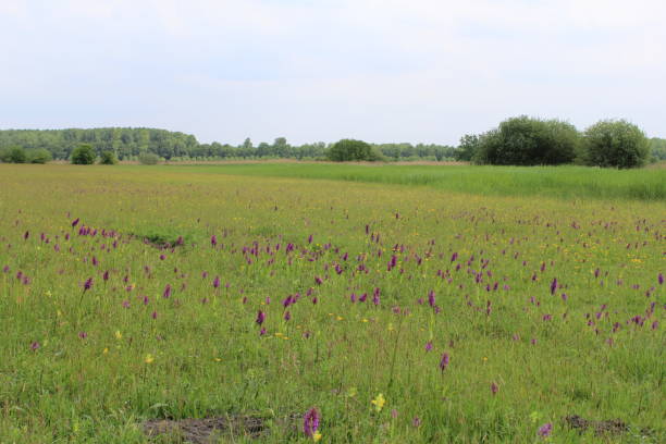 istock a big field with purple orchids in springtime 1445829864