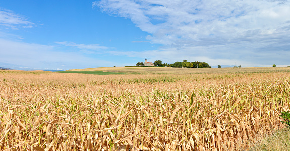 Beautiful countryside landscape with a dry corn field during the drought
