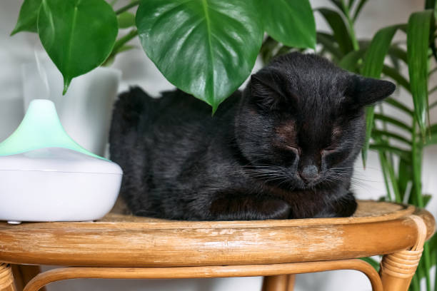 istock Black cat resting in home air humidifier or essential oil diffuser cleaning air and vaporizing steam up into the air. Ultrasonic technology. Taking care of health of children, plants and pets. 1445831313