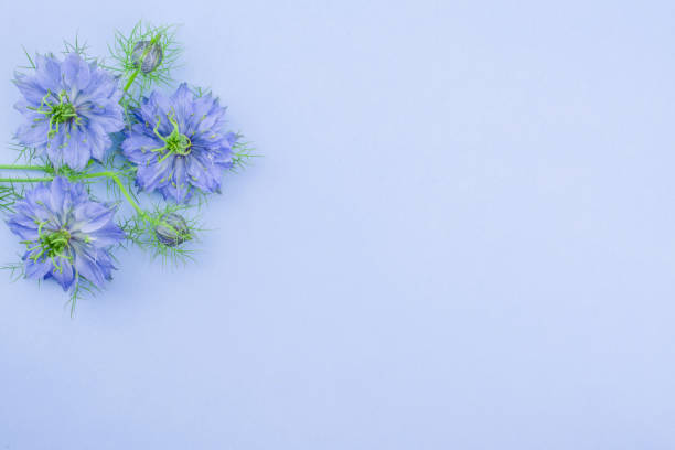 istock photo of beautiful  spring blue cornflowers 1445831336
