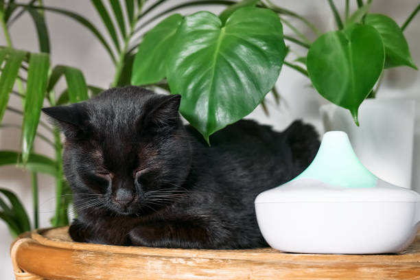 istock Black cat resting in home air humidifier or essential oil diffuser cleaning air and vaporizing steam up into the air. Ultrasonic technology. Taking care of health of children, plants and pets. 1445831634