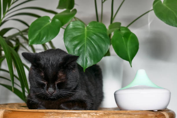 istock Black cat resting in home air humidifier or essential oil diffuser cleaning air and vaporizing steam up into the air. Ultrasonic technology. Taking care of health of children, plants and pets. 1445831643