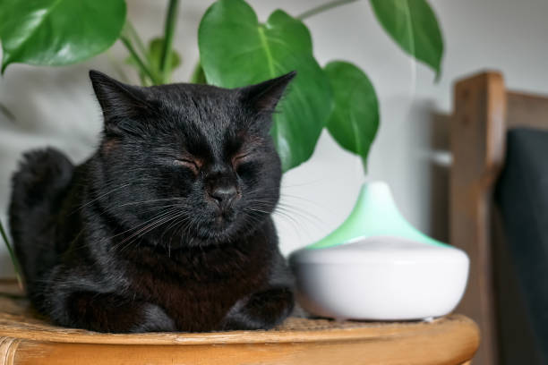 istock Black cat resting in home air humidifier or essential oil diffuser cleaning air and vaporizing steam up into the air. Ultrasonic technology. Taking care of health of children, plants and pets. 1445831645