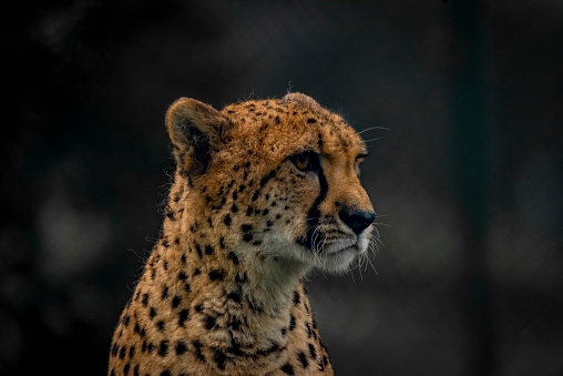 Cheetah animal in color autumn cloudy dark day with dark background