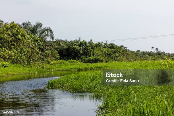 Epe Mangrove Stock Photo - Download Image Now - Cloud - Sky, Color Image, Green Color