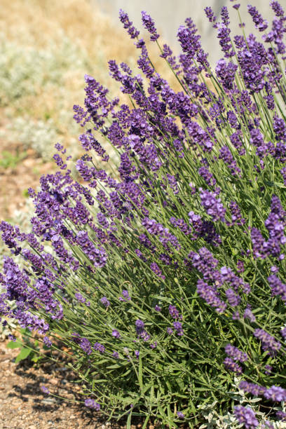 istock Garden with the flourishing Lavender 1445841135