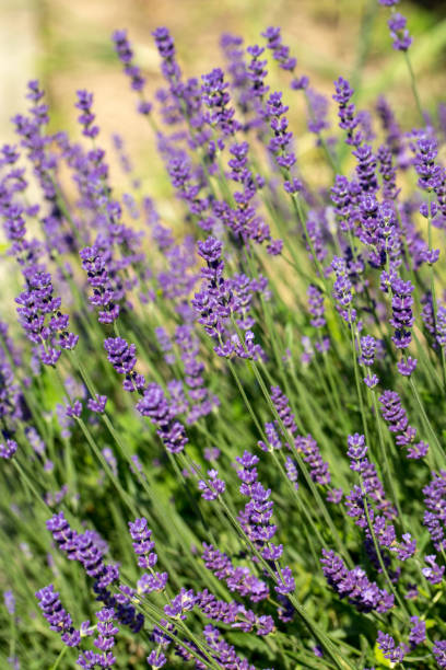 istock Garden with the flourishing Lavender 1445841153