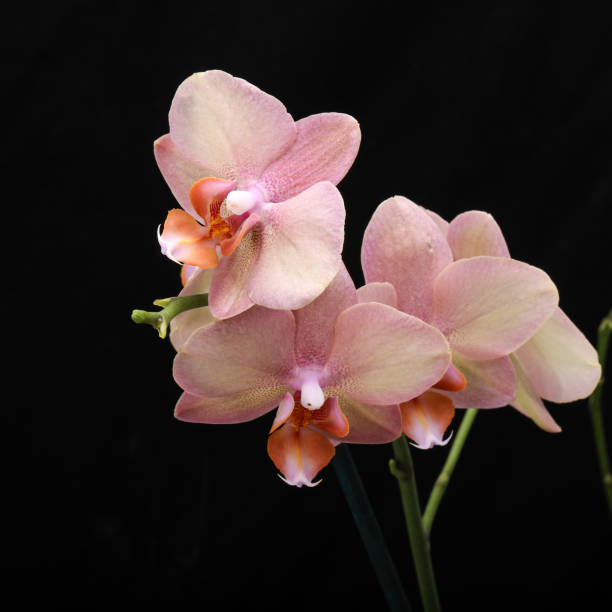 istock Pastel orchid flower isolated on black background 1445841168