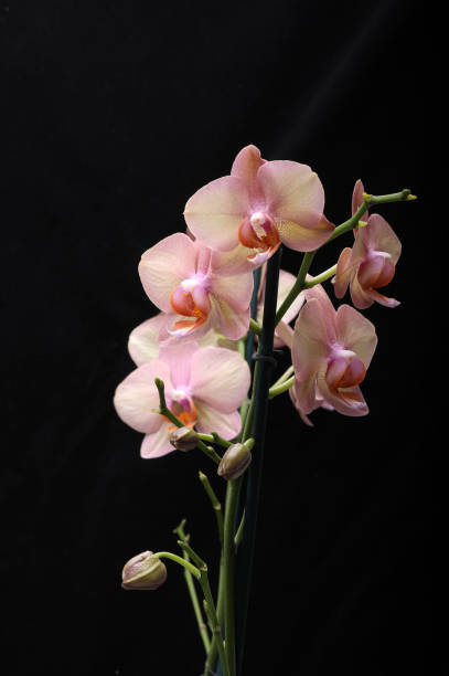 istock Pastel orchid flower isolated on black background 1445841178