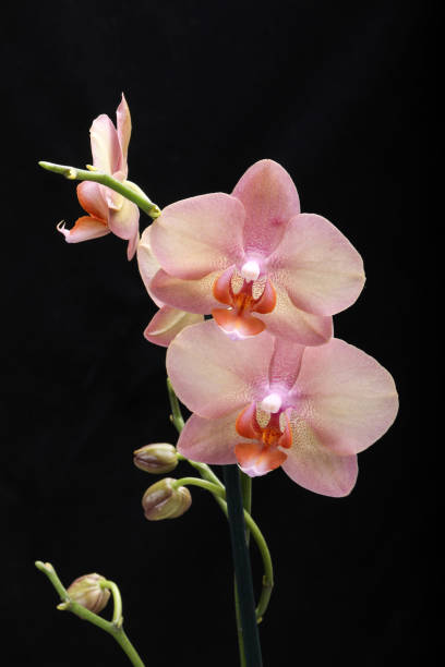 istock Pastel orchid flower isolated on black background 1445841181