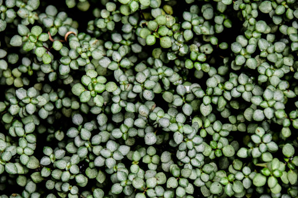 istock small tropical exotic plant leaves 1445842596