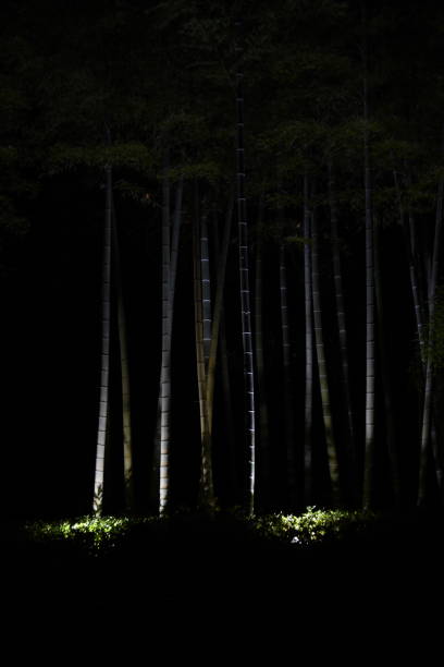 istock A view of a bamboo grove in a park illuminated at night. 1445842836