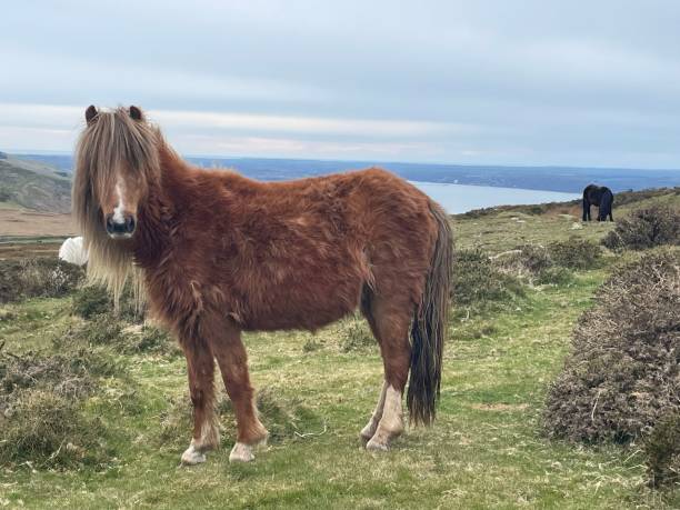 istock Wild Horse On Mountains 1445842862