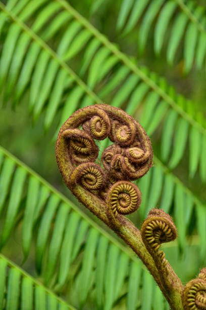 istock young green fern unfurling 1445843538