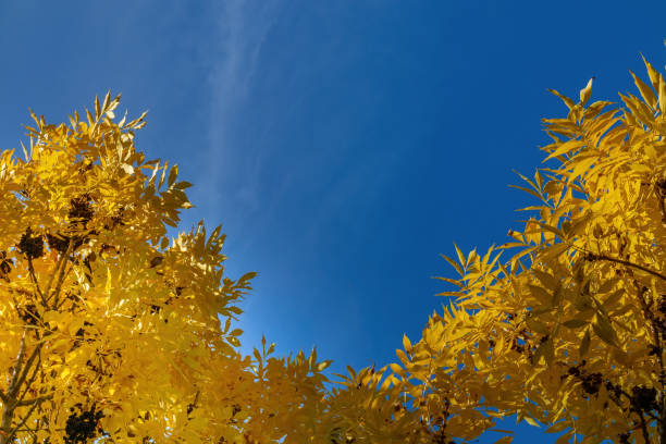 Yellow tree leaves and blue sky on a sunny day. Autumn color of dense foliage and free space for text stock photo