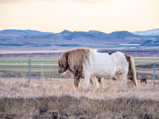 istock Icelandic horses at late winter morning 1445844528