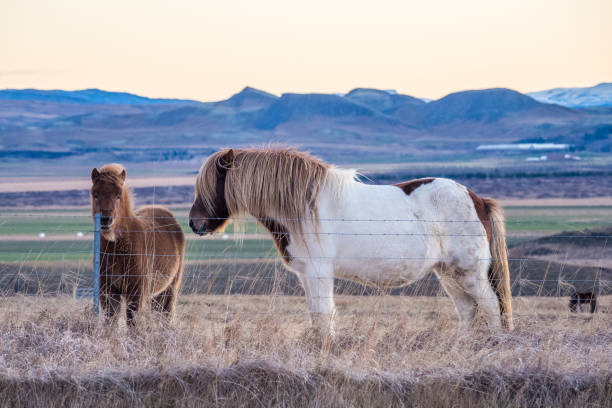 istock Icelandic horses at late winter morning 1445844533