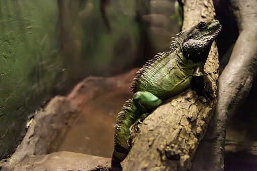 A picture of a Asian Water Dragon at the Smithsonian National Zoo.