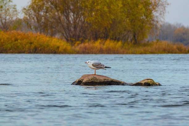 A gull bird (Larus) stands on a stone protruding from the water on the Dnieper River on an autumn day stock photo